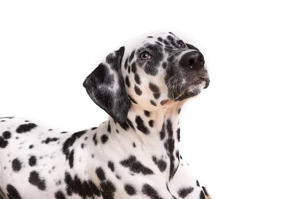 Kopfschuss Eines Jungen Dalmatinischen Hundes Isoliert Auf Weißem Hintergrund — Stockfoto