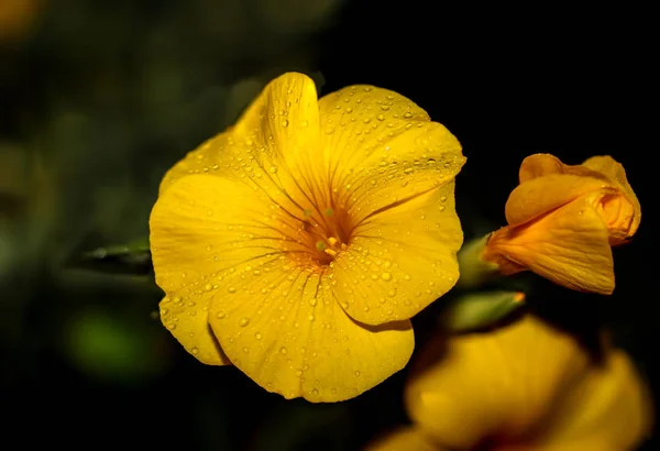 Vista Cerca Hermosas Flores Amapola Silvestre —  Fotos de Stock