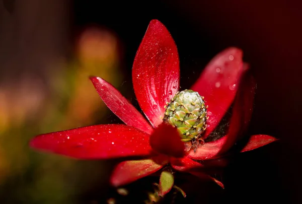 Vista Close Belas Flores Papoula Selvagem — Fotografia de Stock