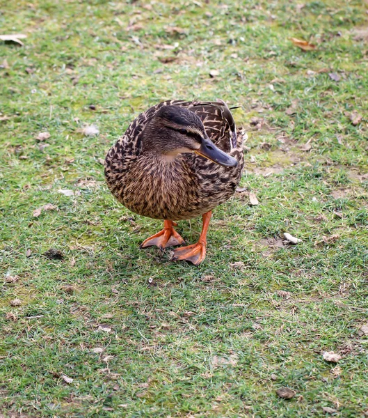 Gros Plan Sur Canard Colvert — Photo