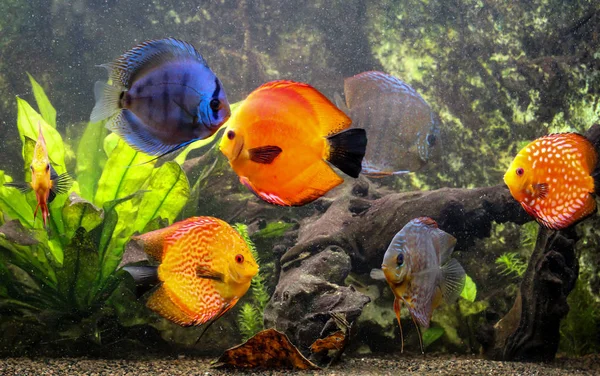 Colores Debates Sobre Pesca Acuario — Foto de Stock