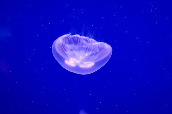 jellyfish sea underwater, sea life