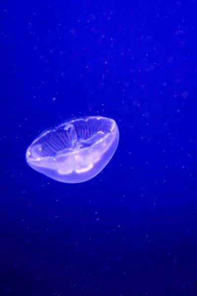 Medusas Mar Submarino Vida Marina — Foto de Stock
