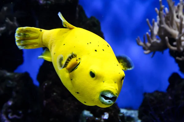 Close Yellow Puffer Fish Reef — Stock Photo, Image