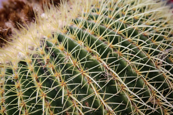 Szczegóły Dotyczące Kaktusów Kaktusów — Zdjęcie stockowe