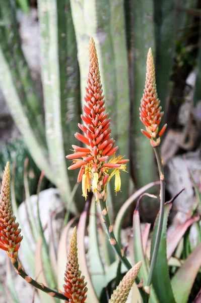 熱帯植物サボテンサボテンサボテンサボテン — ストック写真