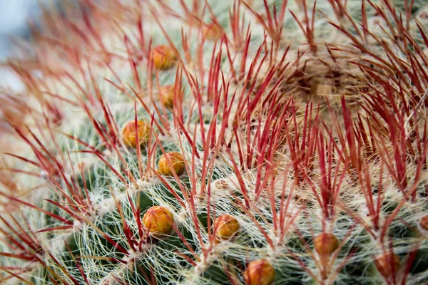 Planta Tropical Cactus Cactus — Foto de Stock