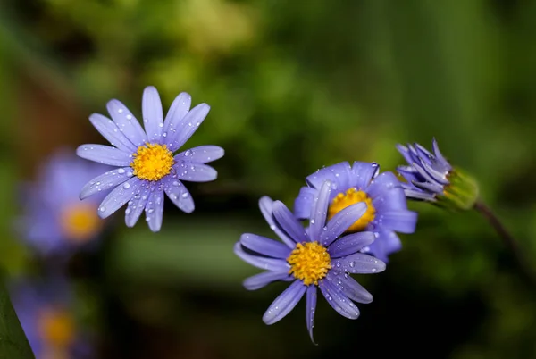 Vue Rapprochée Belles Fleurs Pavot Sauvage — Photo