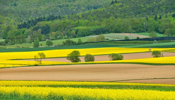 Vista Campo Violação Primavera — Fotografia de Stock