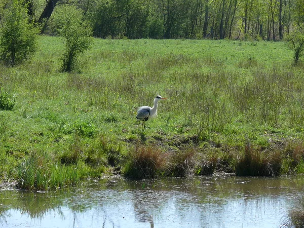 Vacker Utsikt Över Heron Fågel Naturen — Stockfoto