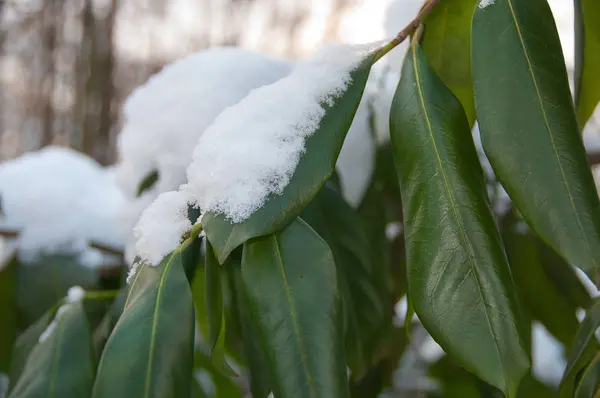 Foglia Verde Con Neve Inverno — Foto Stock