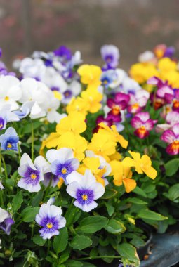 Heartsease (Viola) or Violet. Viola is a genus of flowering plants in the violet family Violaceae.. clipart