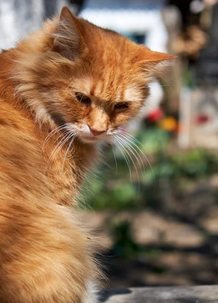 Дорослий Червоний Пухнастий Кіт Сидить Збоку Вулиці День — стокове фото
