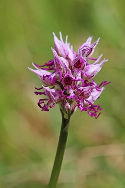 Blooming monkey boy orchis simia by Schelinger Kirchberg