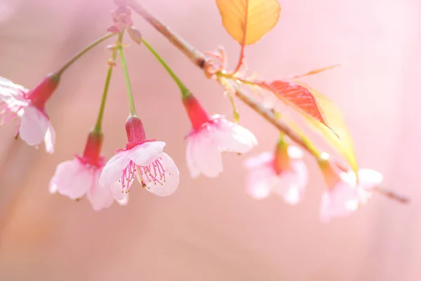 Flores Cerezo Flores Árbol — Foto de Stock