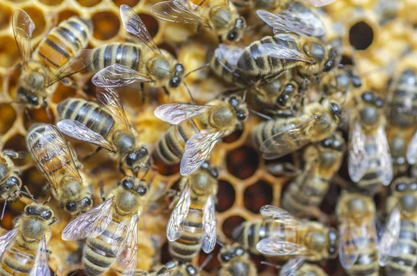 Abejas Melíferas Panal Colmenar Finales Del Verano —  Fotos de Stock