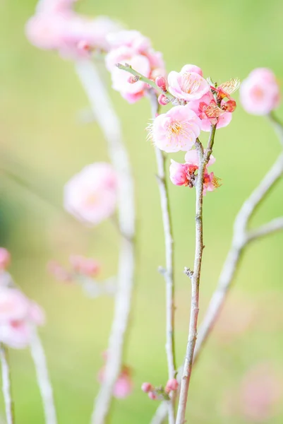 Cherry Blossoms Flowers Tree — Stock Photo, Image