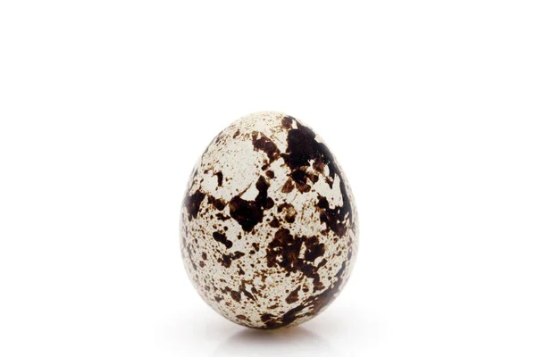 Стоящее Перепелиное Яйцо Белом Фоне Студийном Кадре — стоковое фото