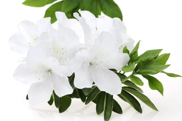 Foto Uma Flor Azálea Branca Florescendo — Fotografia de Stock
