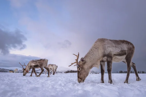 Stádo Sobů Hledaje Jídla Sněhu Tromso Region Severní Norsko — Stock fotografie