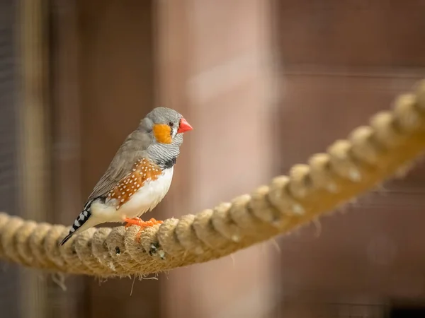 Tropikalny Zebra Finch Ptak Siedzi Liny Klatce Zoo — Zdjęcie stockowe