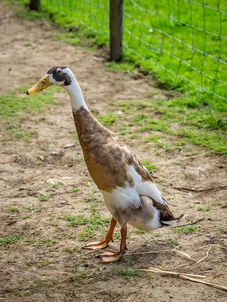 Pato Alto Vadear Ine Seu Recinto Uma Fazenda Inglaterra — Fotografia de Stock