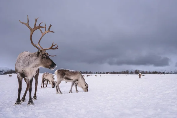 Portrét Soba Mohutnými Parohy Vytahuje Saně Sněhu Tromso Severní Norsko — Stock fotografie