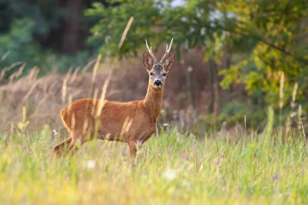 Fauna Naturale Fauna Selvatica Cervi — Foto Stock