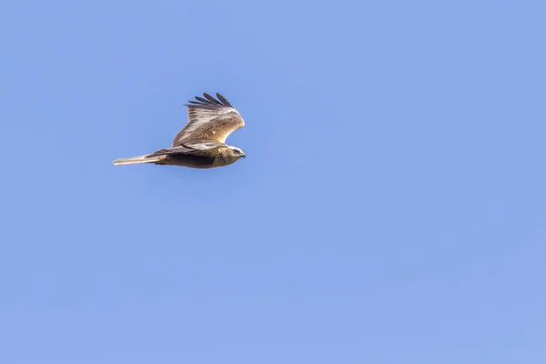 威严的秃鹰掠食者的风景 — 图库照片