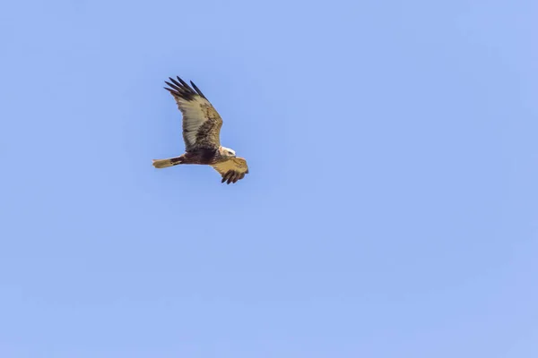 Vista Panorâmica Majestoso Predador Buzzard — Fotografia de Stock