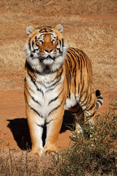 Предупредите Бенгальского Тигра Panthera Tigris Bengalensis Ранним Утром — стоковое фото