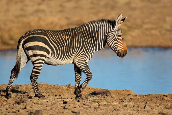 Uma Zebra Montanha Cabo Equus Zebra Buraco Água Parque Nacional — Fotografia de Stock