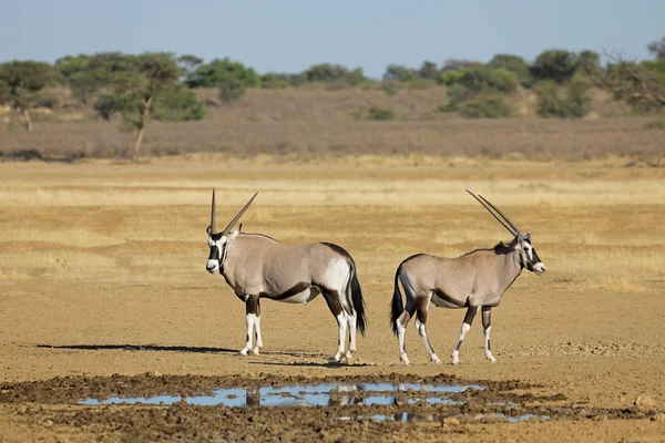 Gemsbok Antílopes Oryx Gazella Buraco Água Deserto Kalahari África Sul — Fotografia de Stock