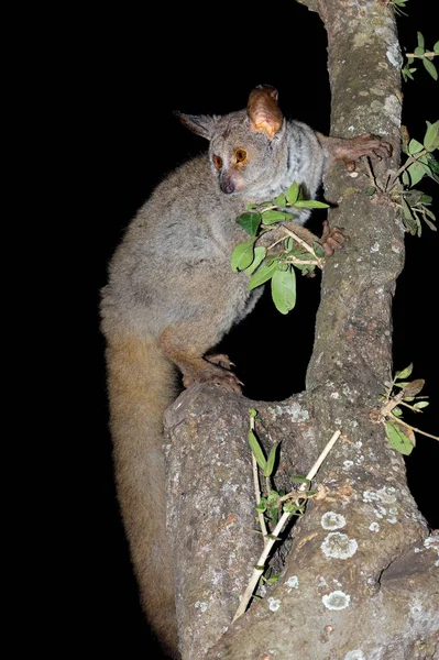 Otolemur Crassicaudatus Otolemur Crassicaudatus Güney Afrika Bir Ağaçta — Stok fotoğraf