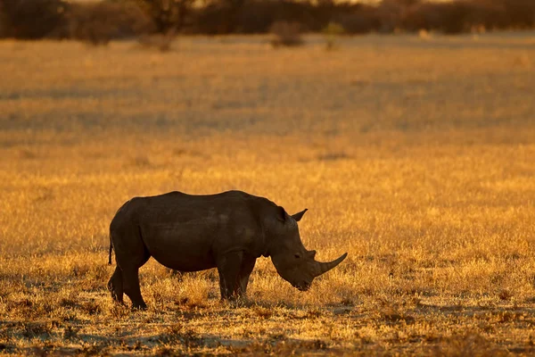 Silhueta Rinoceronte Branco Ceratotherium Simum Pôr Sol África Sul — Fotografia de Stock