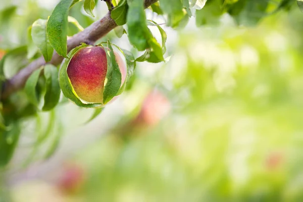 Scenic View Agriculture Countryside — Stock Photo, Image