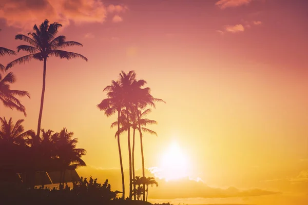 Тропічний Захід Сонця Пальмами — стокове фото