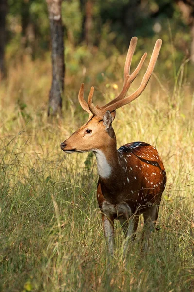 Cerf Tacheté Mâle Chevreuil Axe Axe Dans Habitat Naturel Parc — Photo