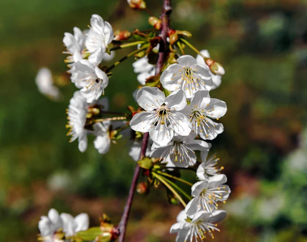 Fleur Cerisier Printemps Fleurs Blanches Gros Plan — Photo