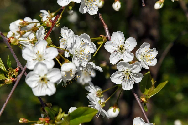 Frühling Kirschblüte Weiße Blumen Nahaufnahme — Stockfoto