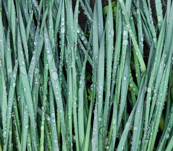 Folhas Verdes Narcisos Gotas Chuva Quadro Cheio — Fotografia de Stock