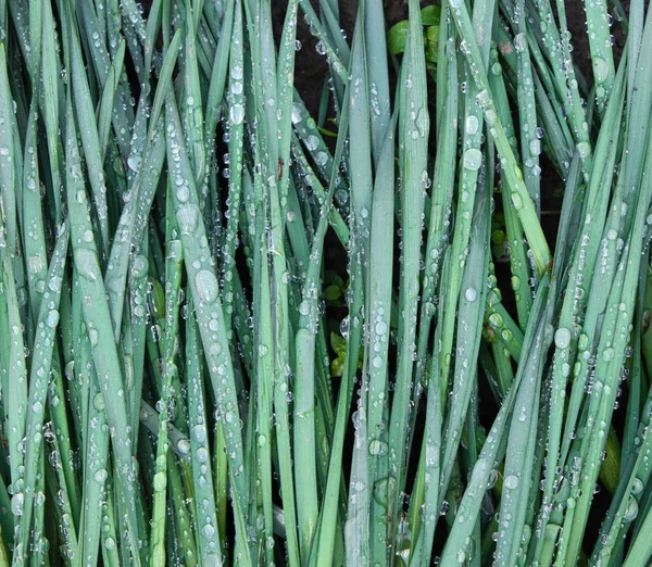 Gröna Blad Påskliljor Regndroppar Full Ram — Stockfoto