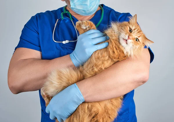 Dierenarts Een Blauw Uniform Houdt Een Volwassen Pluizige Rode Kat — Stockfoto