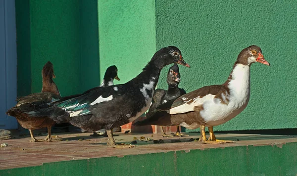 Entenschwärme Stehen Hauseingang Vor Einer Grünen Mauer — Stockfoto