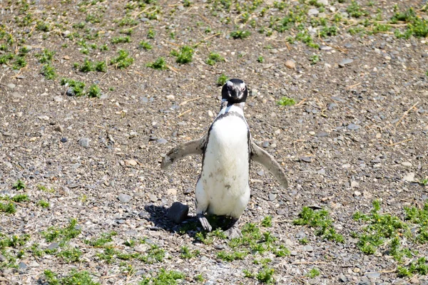 マルティージョ島のビーチ ウシュアイアのマゼランペンギン ティエラ フエゴ国立公園 チリの野生動物 — ストック写真