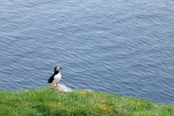 Macareux Moine Fjord Borgarfjordur Est Islande Islande Faune Macareux Fratercula — Photo