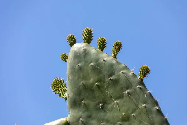 热带植物 仙人掌 仙人掌 — 图库照片