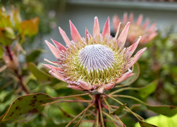 King Protea Vagy Protea Cynaroides Nemzeti Virág Dél Afrika — Stock Fotó