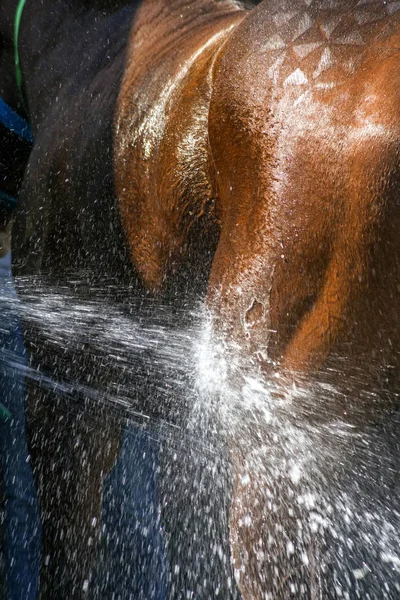 Cavalo Banho Após Corrida Cavalos Fechar — Fotografia de Stock