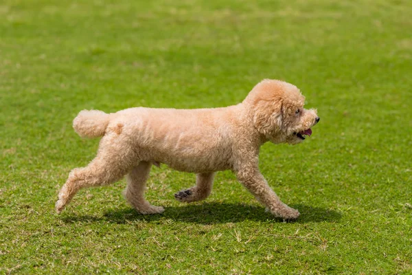 Σκύλος Κανίς Τρέχει Στο Πάρκο — Φωτογραφία Αρχείου